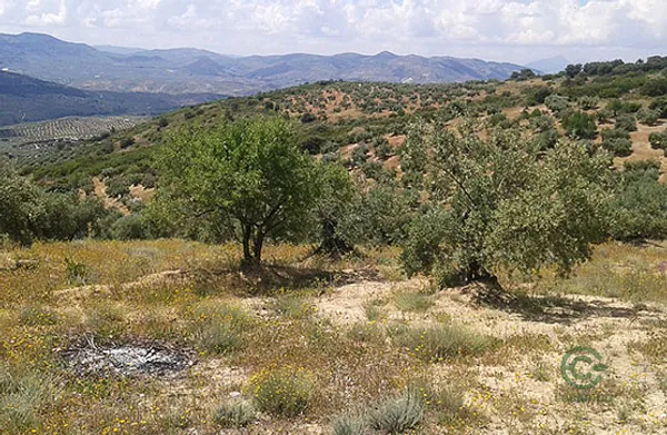 Spot image