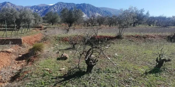 Spot image