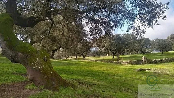Spot image