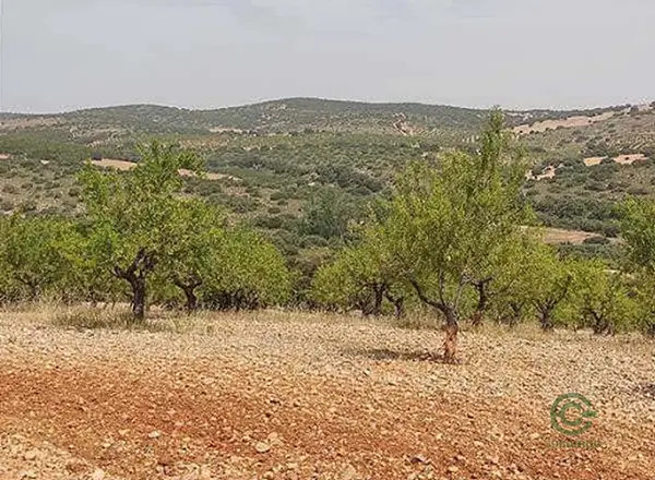 Spot image
