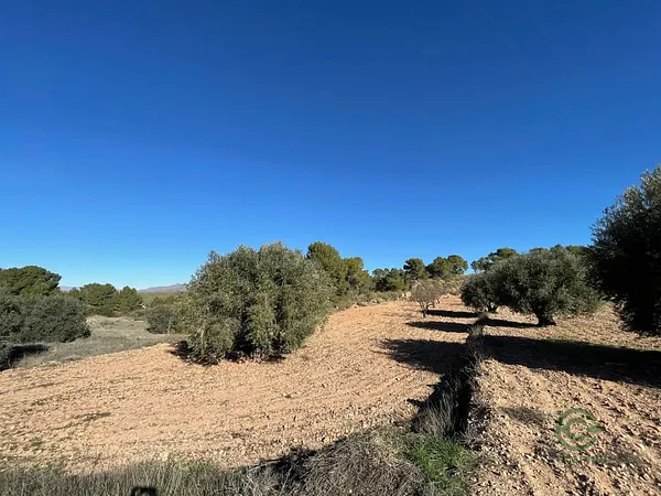 Spot image