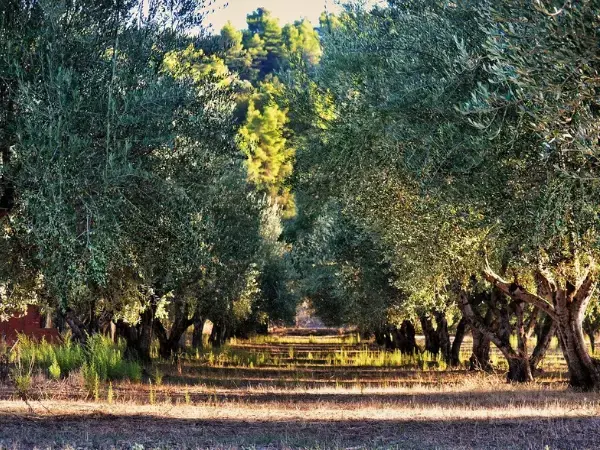 campo español cultivo