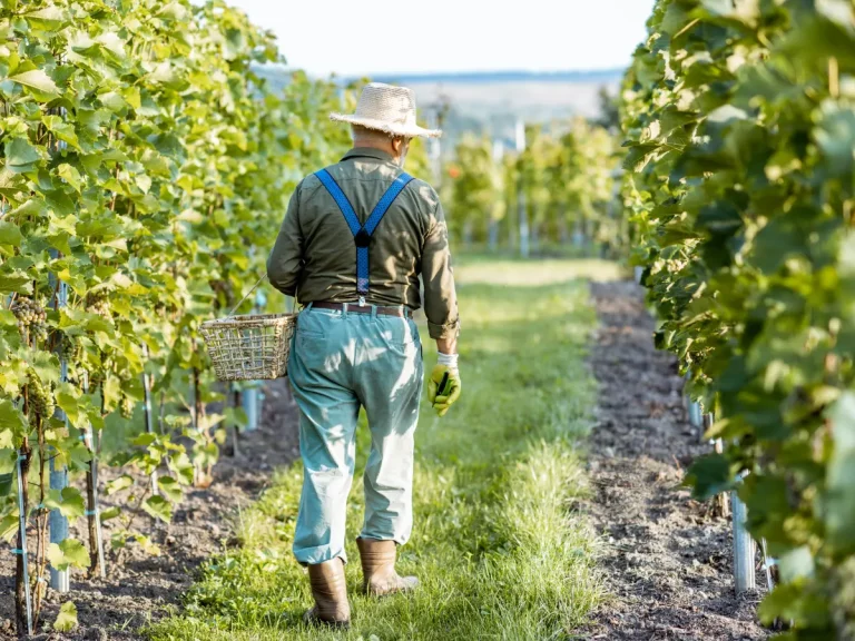 hombre en finca agricola