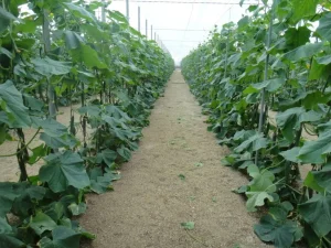 cultivo agricultura