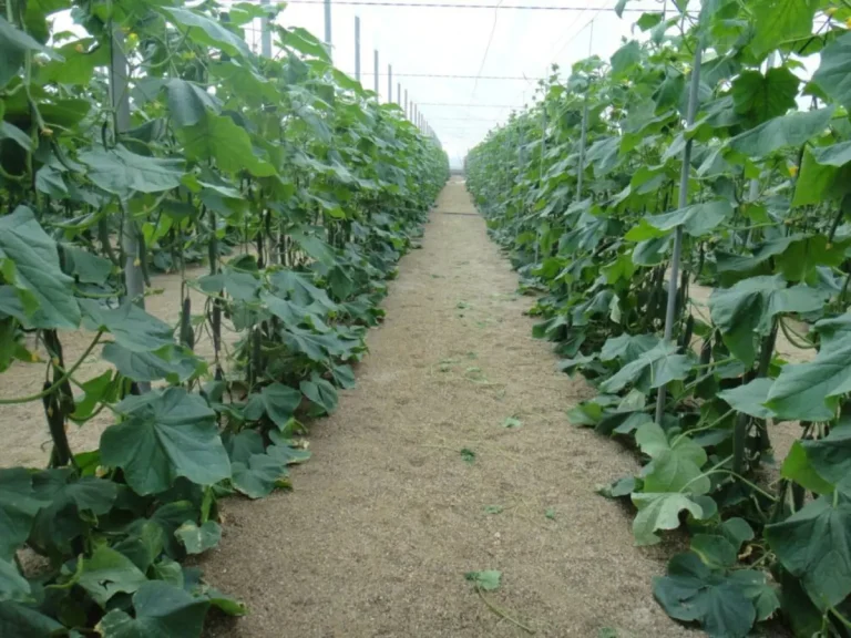cultivo agricultura