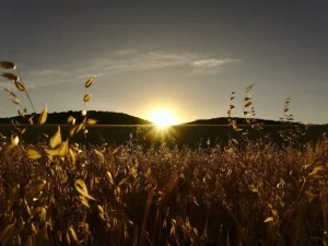 paisaje de campo amanecer