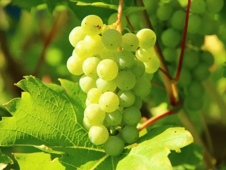 uvas año nuevo