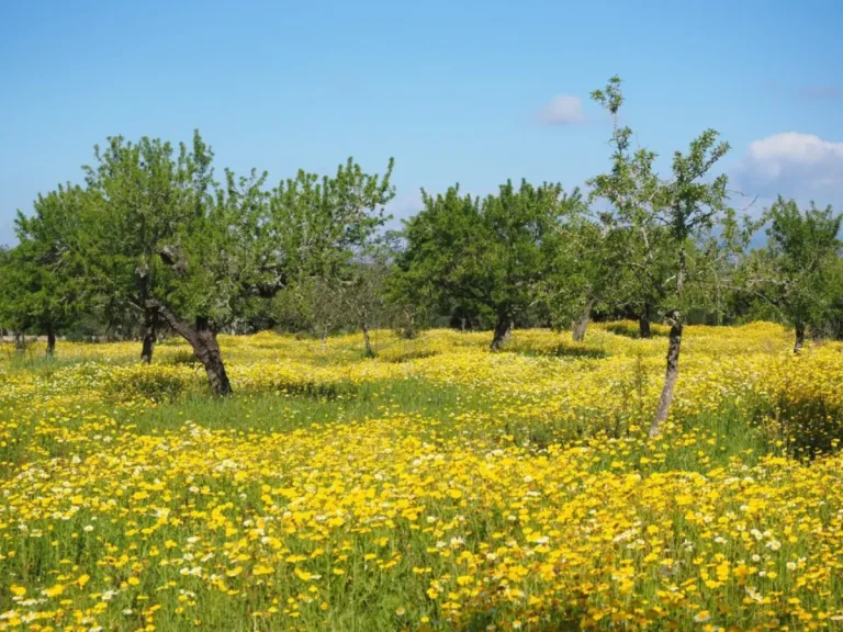 paisaje de campo