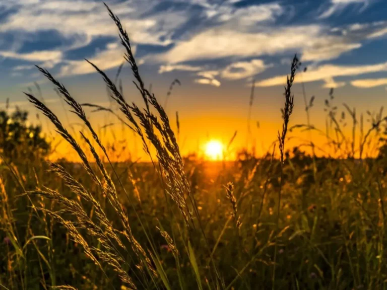 atardecer campo vida rural