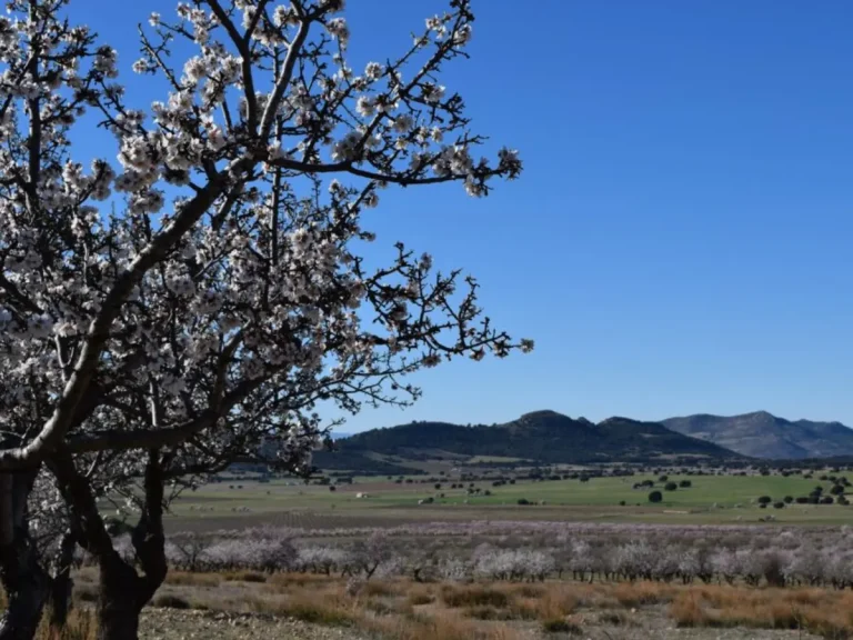 paisaje de campo cerezo
