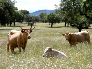 ganadería vacas