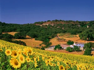 campo de girasoles
