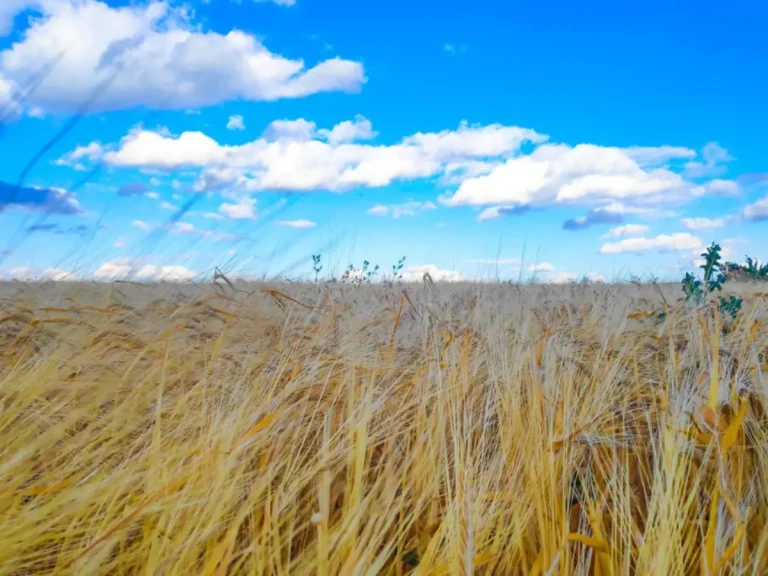 Ucrania cultivo de cereales