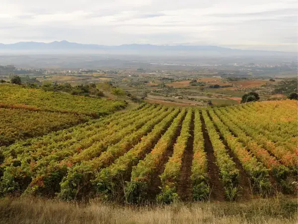 cultivos campo paisaje