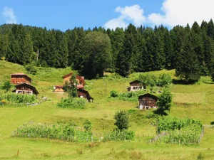 campo verde con casas