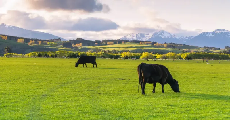 Finca Ganadera con vacas