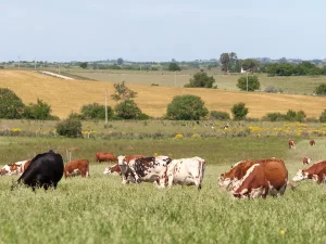 campo rural con vacas