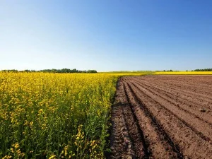 campo en el que se trabaja la agricultura