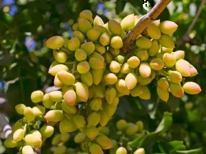 Plantación de pistachos