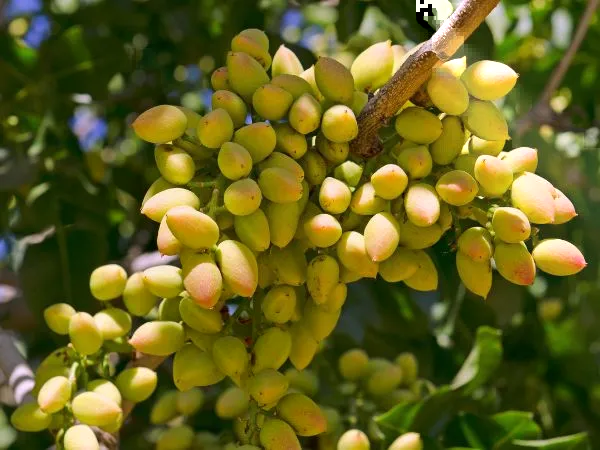 Plantación de pistachos
