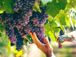 Recogida de la uva por un agricultor en la vendimia 2023