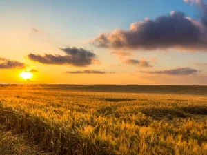 Campo agrícola al amanecer