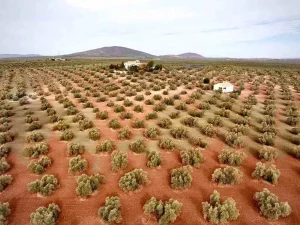 Finca olivar de 120 has. en el entorno de la Subbética anunciada en Cocampo