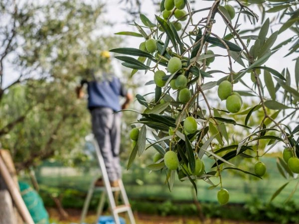 Un agricultor recoge aceitunas durante la campaña 2022/2023, que determinará la producción de aceituna en Castilla-La Mancha