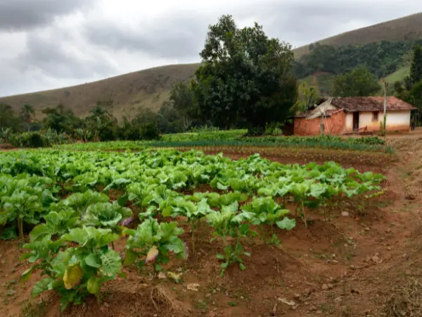 Las ejecuciones hipotecarias sobre fincas rústicas marcan la mínimos históricos.