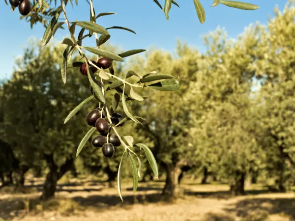 Una planta muestra signos de estrés hídrico en el olivar