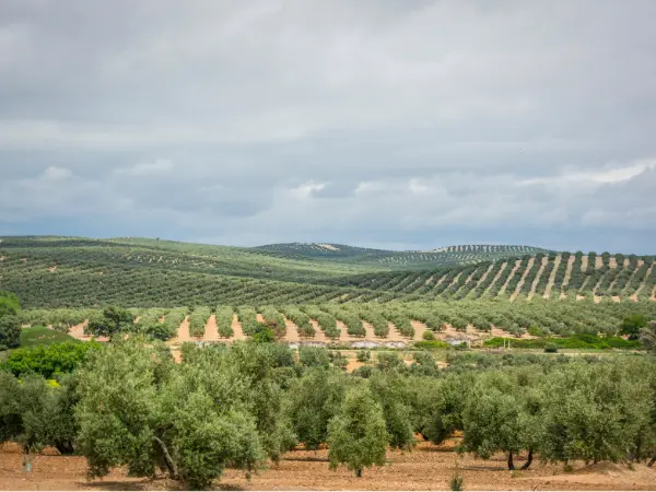 Terreno rústico en Extremadura.