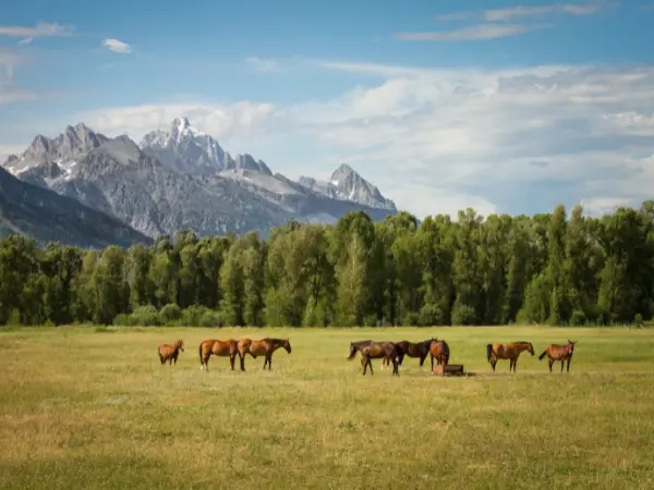 Conjunto de caballos disfruta de la hierba de un prado.