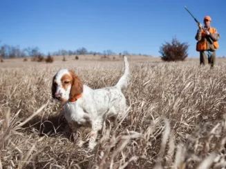Cazador junto su perro durante la temporada de caza en Andalucía 2025/2026.