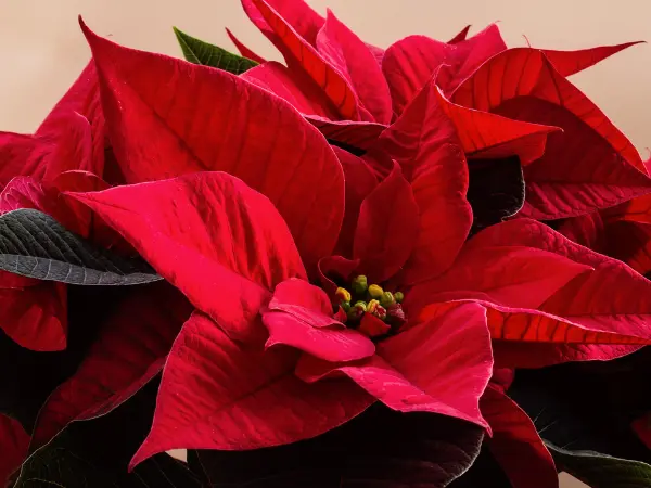 Flor de Pascua con sus características hojas rojas.