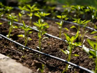 Cultivo agrícola con riego por goteo, uno de los principales sistemas de riego.