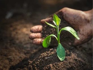 Mano cubriendo con tierra una planta joven como símbolo de las buenas prácticas agrícolas.