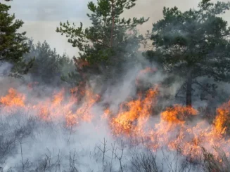 Los incendios en España arrasan una extensa superficie forestal.
