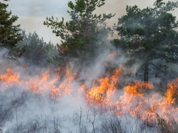 Los incendios en España arrasan una extensa superficie forestal.