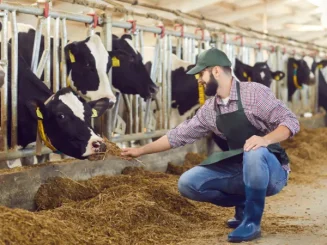 Trabajador alimentando vacas en una explotación ganadera.