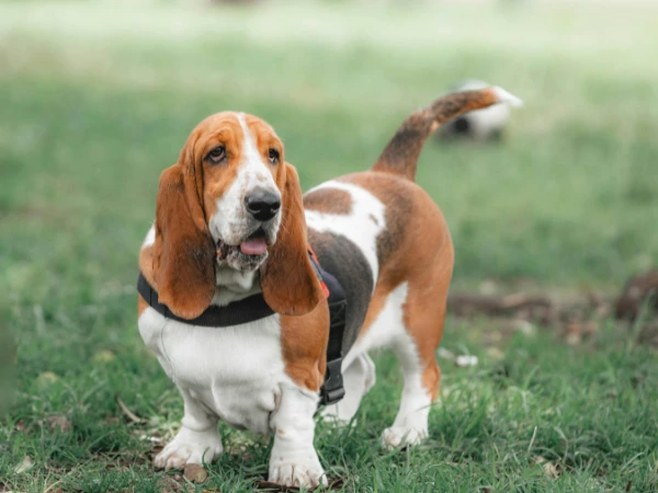 basset hound