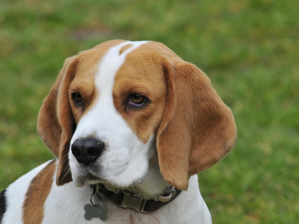 Beagle.