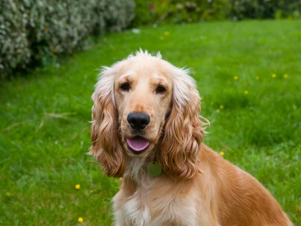 Cocker Spaniel Inglés.