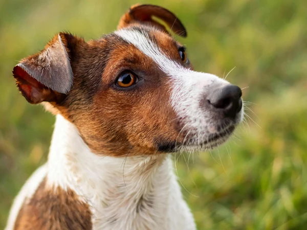 Jack Russell Terrier.