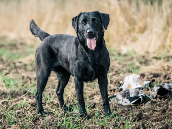 Labrador Retriever.