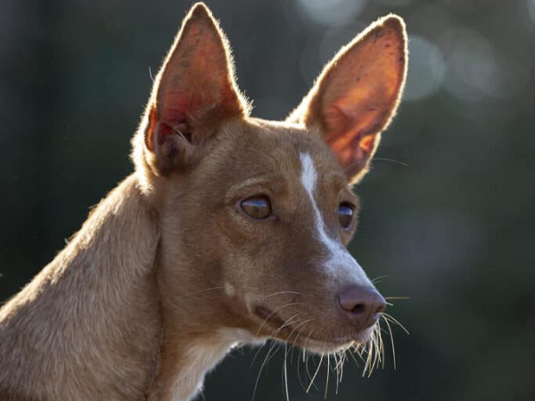 Podenco Andaluz.
