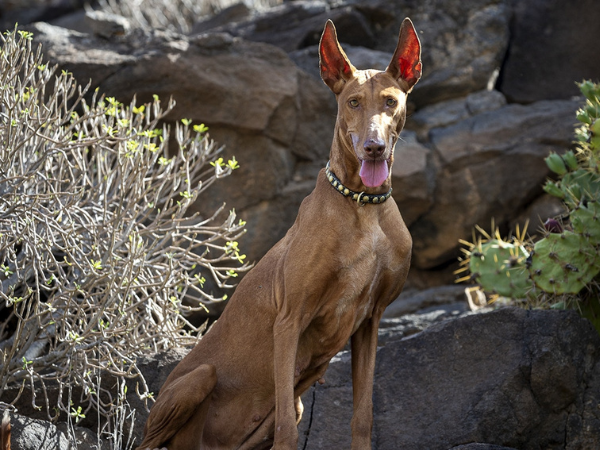 Podenco Canario.