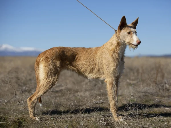 Podenco Ibicenco.