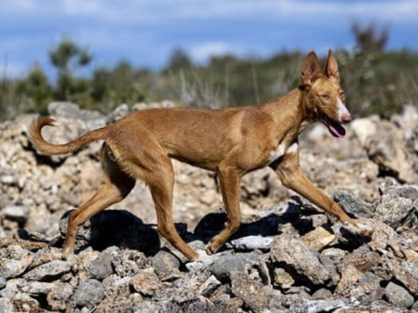 Podenco Valenciano.