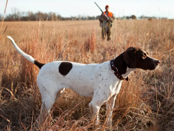 El Pointer Inglés, una de las razas de perros de caza más eficaces en el campo.