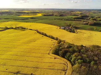 Vista aérea de un campo amarillo: terreno agrícola visto desde el cielo.